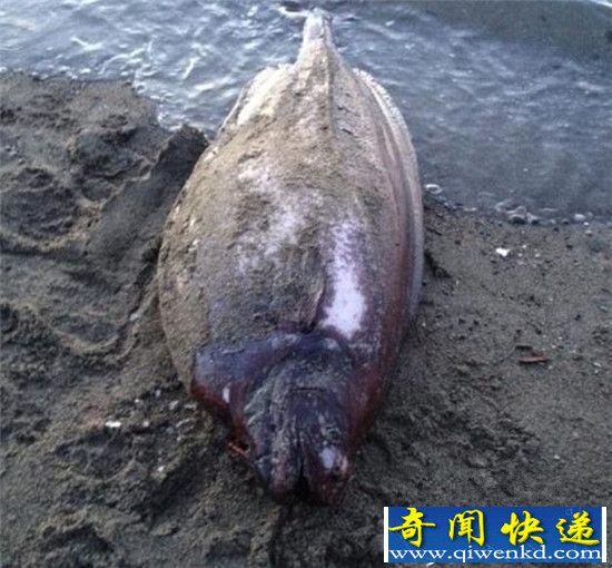美国发现神秘生物 皮肤丝滑比人类过犹不及
