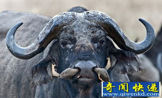 东非大水牛淡定 让牛椋鸟啄食鼻中寄生虫