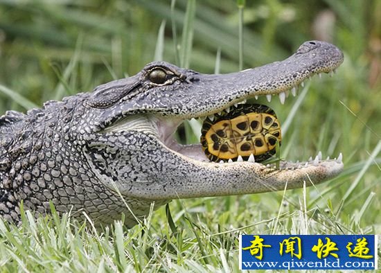 美国一饥饿短吻鳄吞食 乌龟和蛇场面血腥残忍