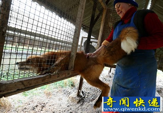 【残忍】俄罗斯毛皮动物农场:可爱水貂一秒变外套