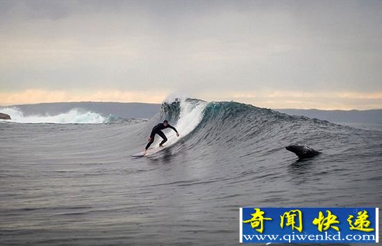 澳大利亚一兄弟冲浪 与海豹尽情玩耍