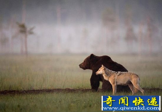 灰狼与棕熊连续十晚同看日落 终成亲密好友
