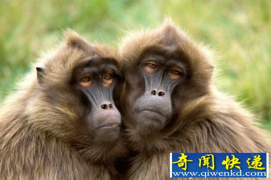 关于动物的十件奇葩事 随心所欲的转换性别