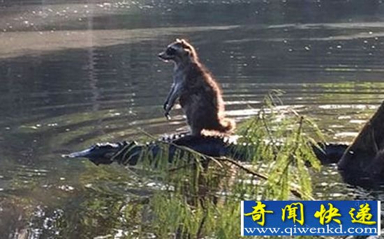 十大搭便车的懒货动物 想省力需要有勇气