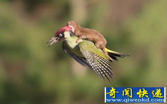 十大搭便车的懒货动物 想省力需要有勇气