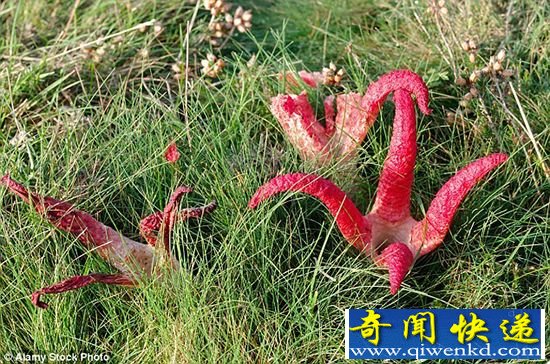 英国发现诡异真菌触手怪 形似章鱼触手
