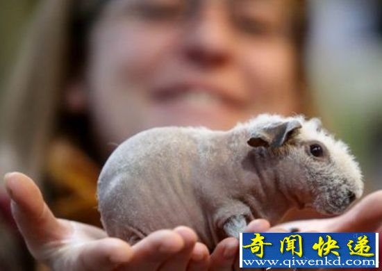 国外网站出售微型无毛天竺鼠 成宠物受追捧