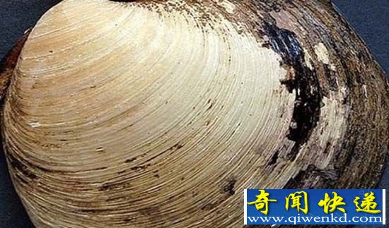 动物世界盘点:最老507岁的蛤蜊被撬后死亡
