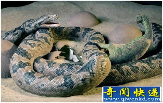 马达加斯加发现巨蛙化石 魔鬼蛙竟能吞食恐龙
