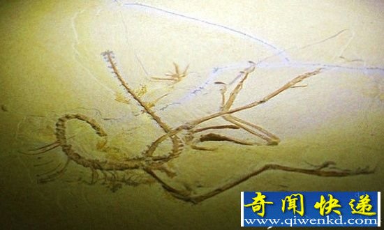史前恐龙十大特征 五颜六色的恐龙蛋