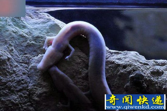 奇妙动物!拥有绝食能力动物 十年不吃不喝