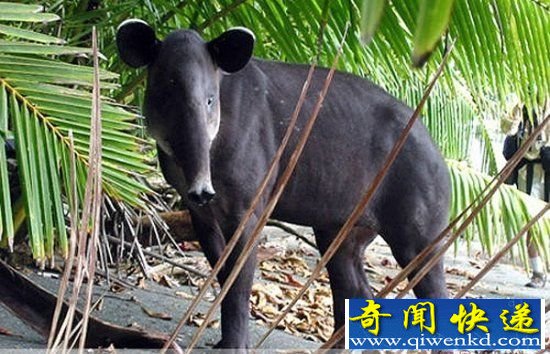 未来可能再也看不到 即将消失的8种神秘动物