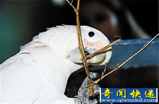 ʮֶ Ȼϰ