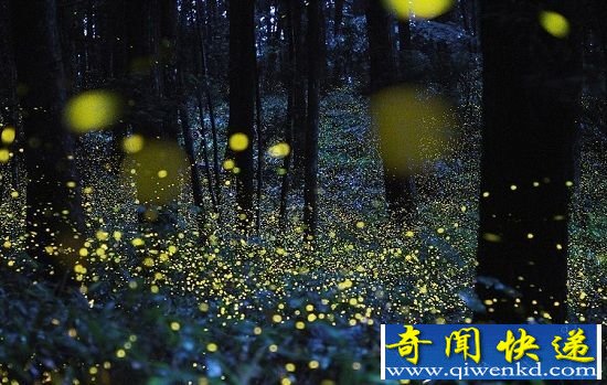 自然界七种发光生物盘点 夜空暗海的美妙风景