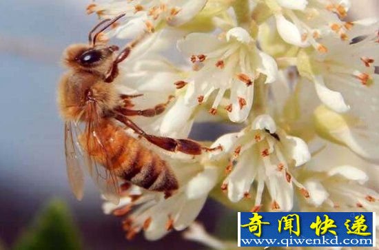 地球生态错综复杂 六大动物竟决定人类生死