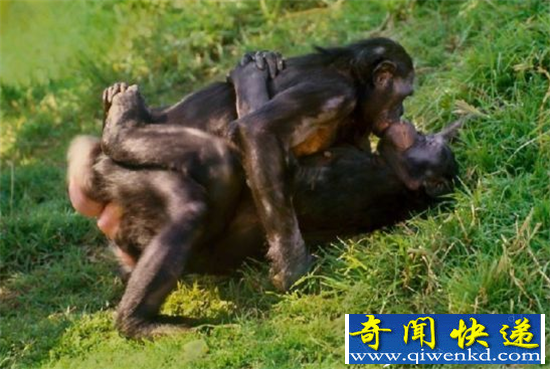 同性恋不止人类有 动物界同性恋泛滥严重