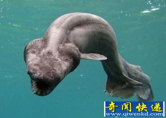苏格兰海域惊现怪鲨!细数全球十大最可怕鲨鱼