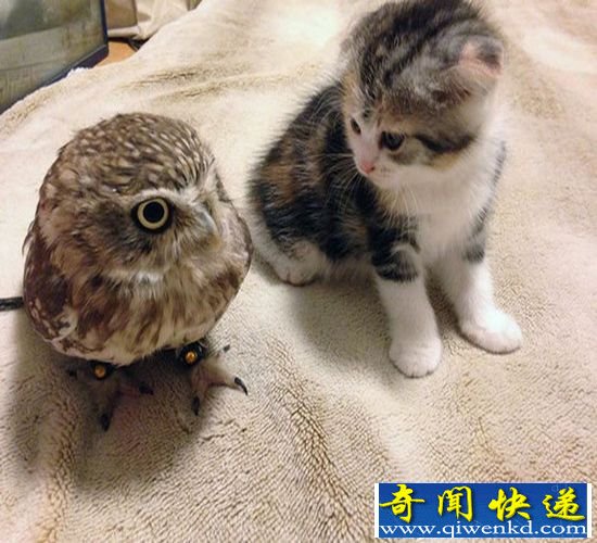 猫头鹰主题咖啡馆内 小猫和猫头鹰成为睡友