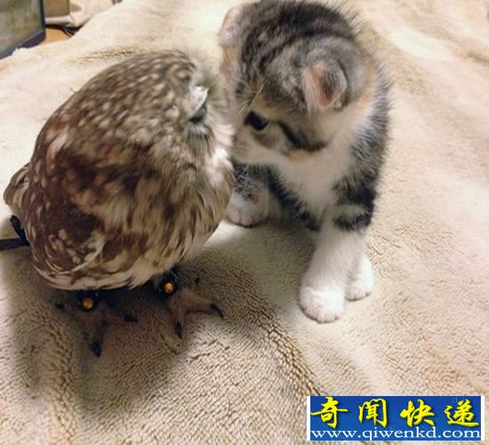 猫头鹰主题咖啡馆内 小猫和猫头鹰成为睡友