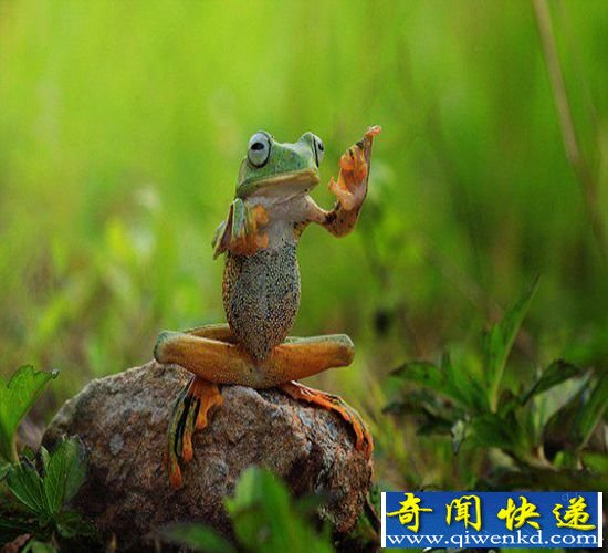 印尼树蛙有梦想 化身音乐精灵指挥家