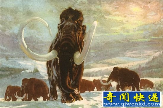 猛犸是怎样灭绝的 或与人狗协作捕杀有关