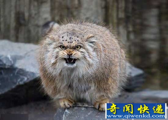 帕拉斯猫