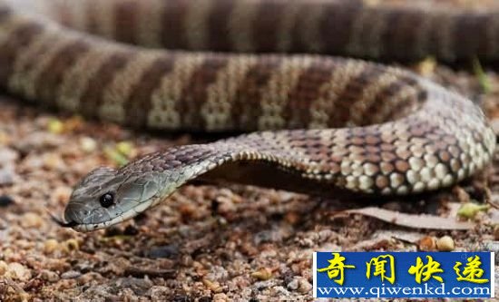 十大毒性最强蛇类盘点 眼镜蛇都没资格上榜