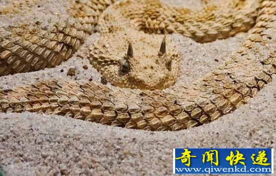 十大毒性最强蛇类盘点 眼镜蛇都没资格上榜