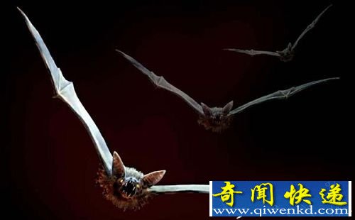动物七大独特行走方式盘点 蜥蜴绝学水上漂