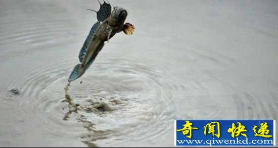 动物世界十大最不可思议动物:蛇怪蜥蜴水上漂