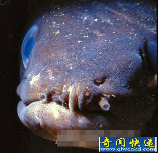 盘点:全球7大最恐怖鱼类 亚洲羊头鱼长像史莱克