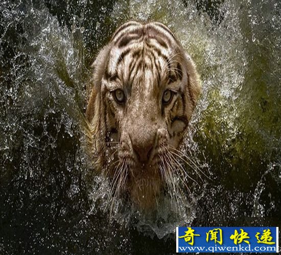 印尼动物园:孟加拉虎凶悍袭击摄像机