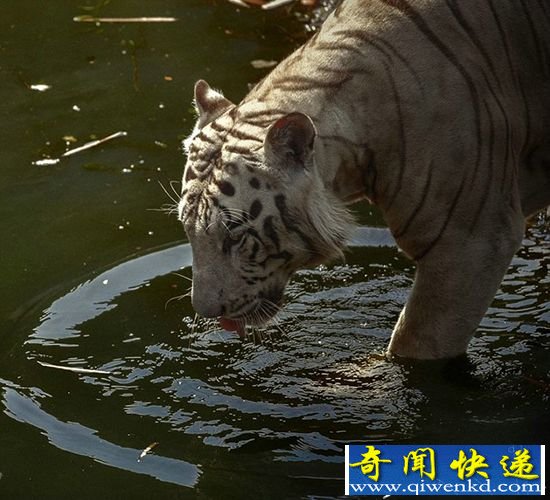 印尼动物园:孟加拉虎凶悍袭击摄像机