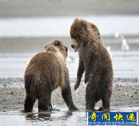 挪威摄影师拍摄:美国两棕熊为晚餐打斗