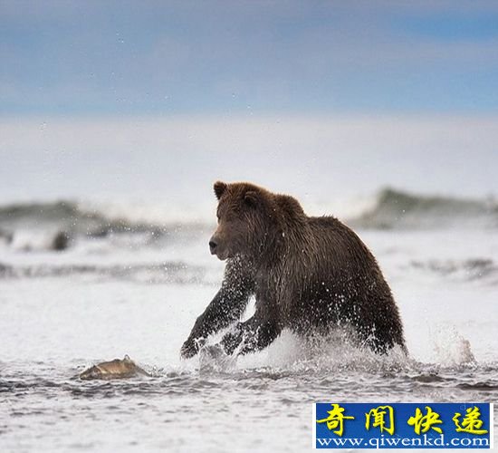 挪威摄影师拍摄:美国两棕熊为晚餐打斗