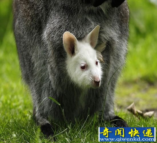 最萌动物婴儿照 任你野兽之王还是居家宠物