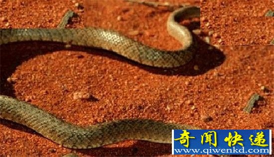 世界上十种类最毒的毒蛇盘点