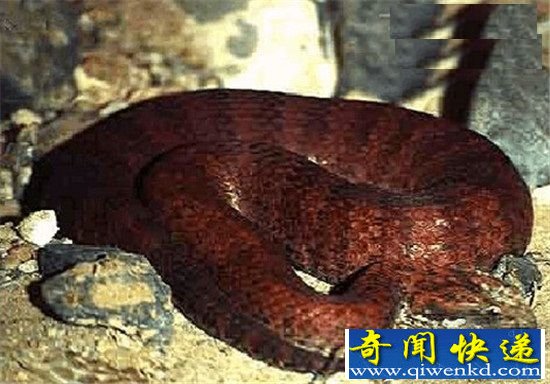 世界上十种类最毒的毒蛇盘点