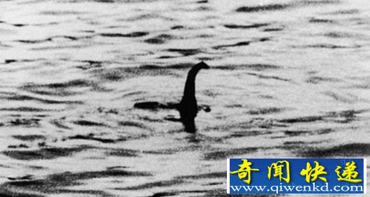 盘点全球十大神秘动物:长相奇葩的霍加狓
