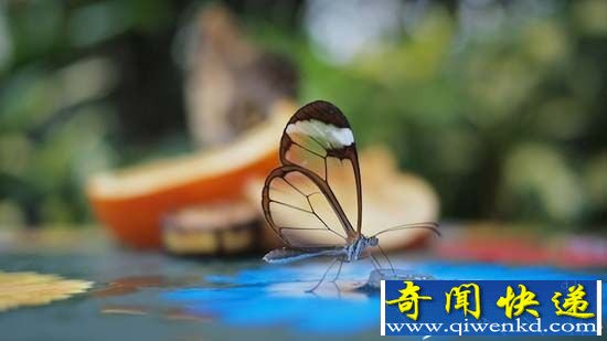 奇趣动物!如透明玻璃般"薄如蝉翼"的透翅蝶