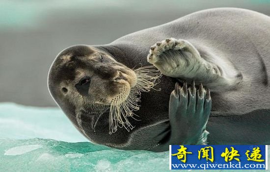 动物们十大囧萌瞬间 害羞撒娇萌物出没