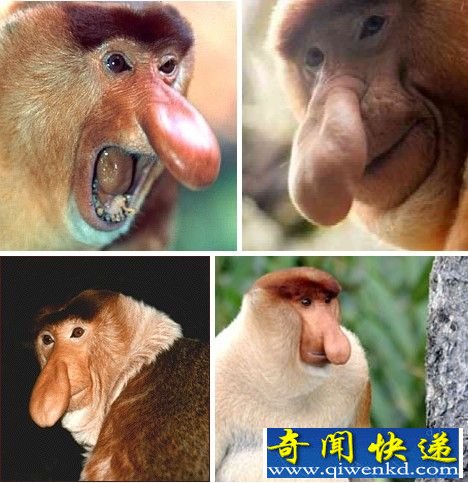 ̵Ķ Ǻǳħ