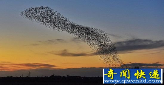 成千上万只八哥鸟迁徙的震撼场面