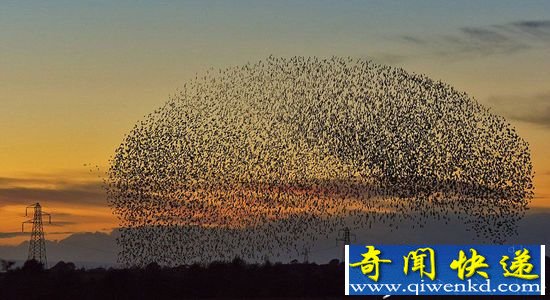 成千上万只八哥鸟迁徙的震撼场面