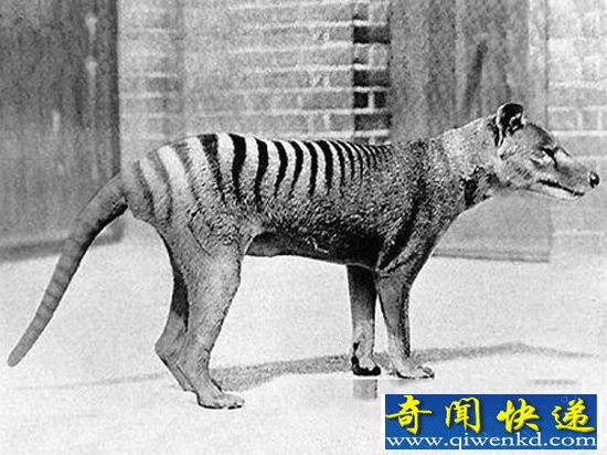 揭秘:怪异“塔斯马亚尼虎” 与袋鼠、考拉有亲缘关系