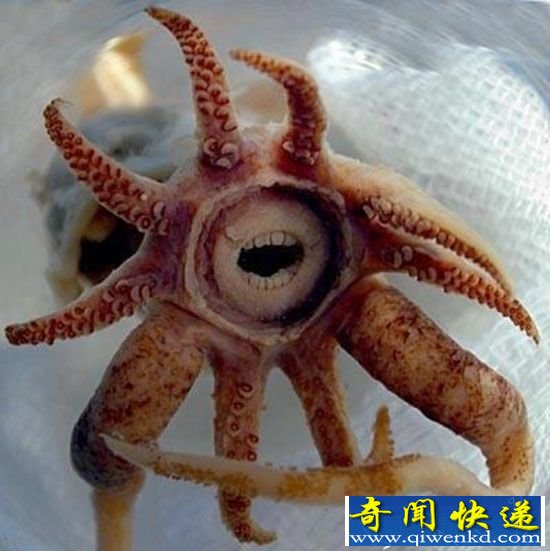 世界罕见动物大盘点 透翅蝶和鼓虾美爆