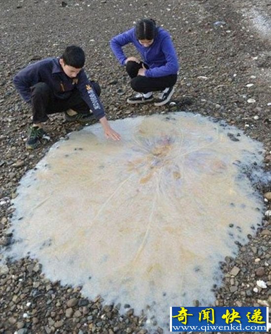 澳大利亚海滩发现体长1.5米水母样本