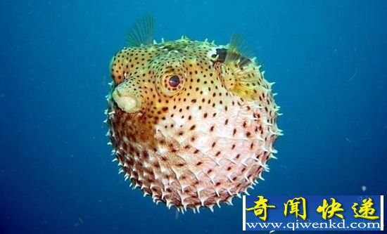 世界十大最毒的动物 分分钟致人死地