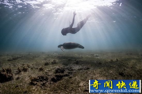 法国摄影师水下惊险拍摄 与水下动物同游