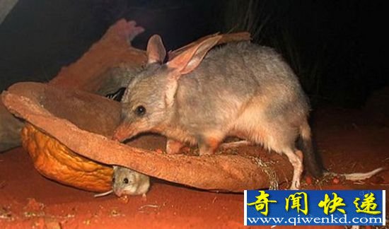 澳大利亚境内大盘点 五种神秘生物